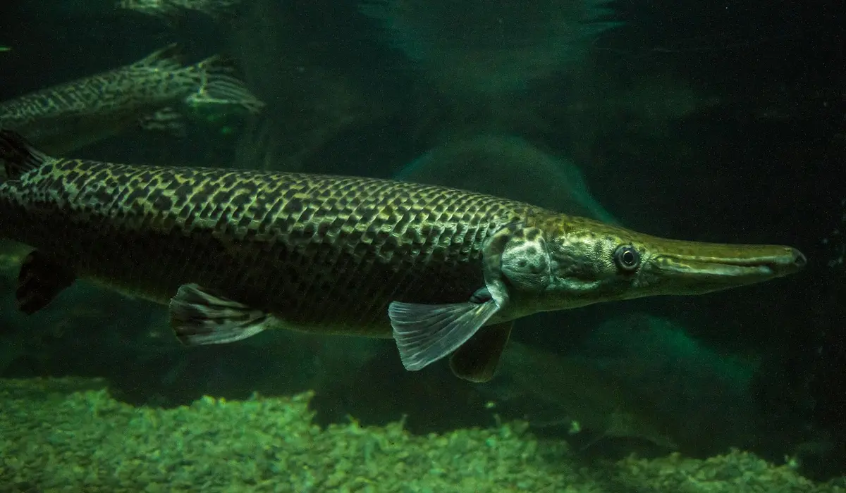 Long-snouted gar fish swimming in a dim, green-tinted aquarium with vegetation visible at the bottom.