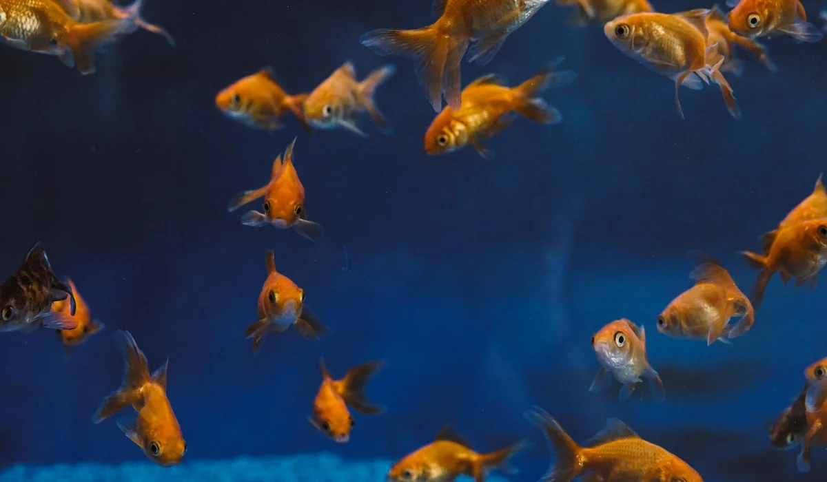 A lively goldfish community swimming in a clear aquarium with a blue background
