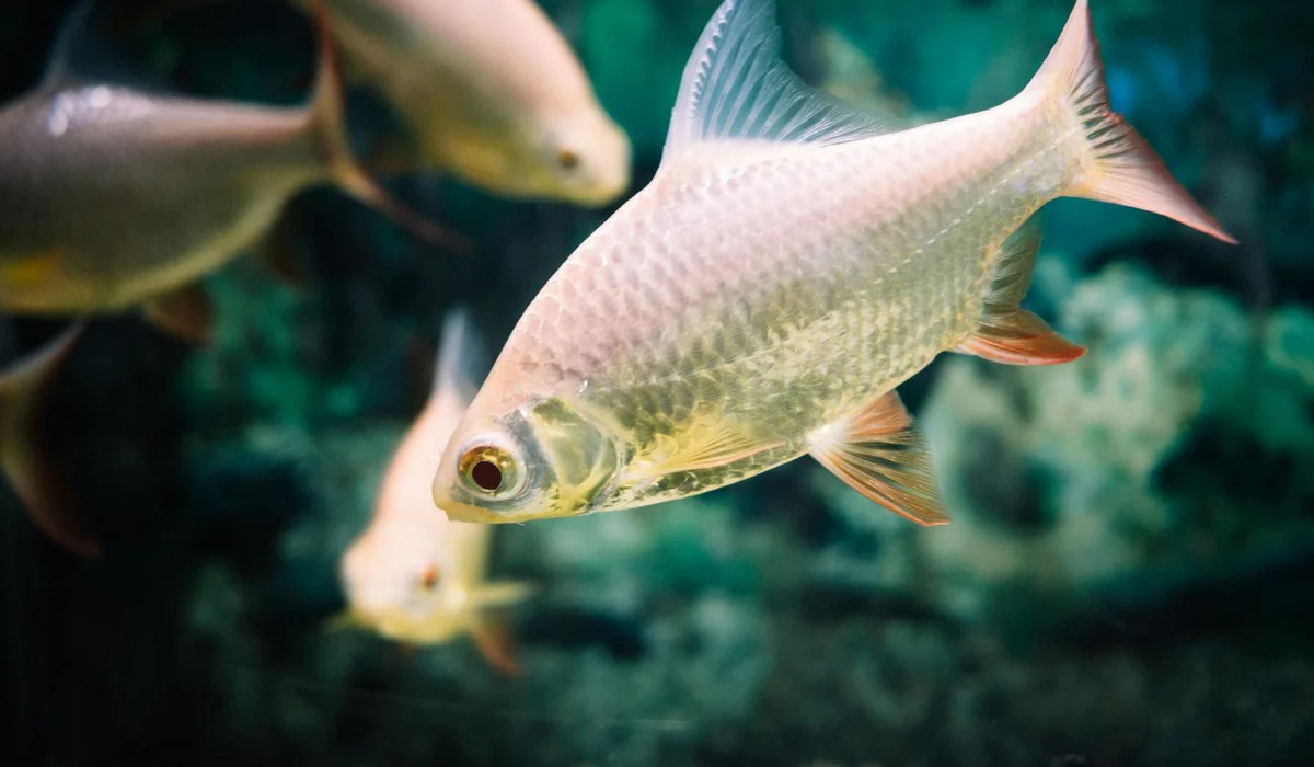Goldfish swimming in a clear aquarium