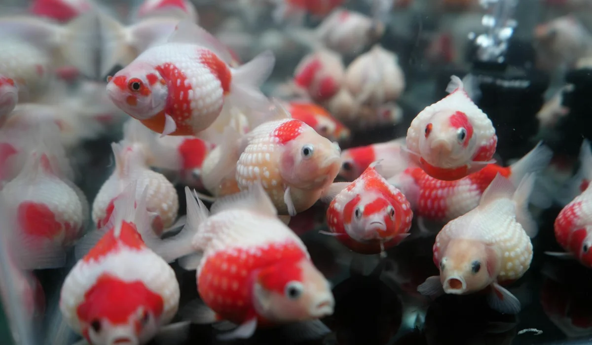 Group of red-and-white fancy goldfish swimming together in a tank, illustrating a community setup