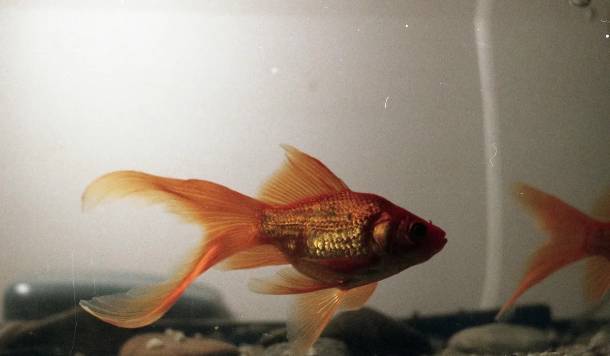 Orange goldfish with long fins swimming in a small aquarium