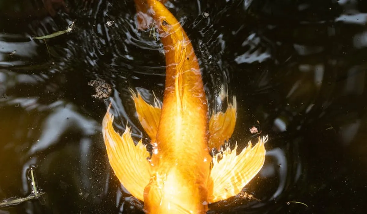 Top-down shot of an orange goldfish in dark water