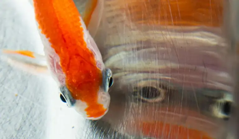Close-up of an orange and white goldfish pressed against the glass of an aquarium