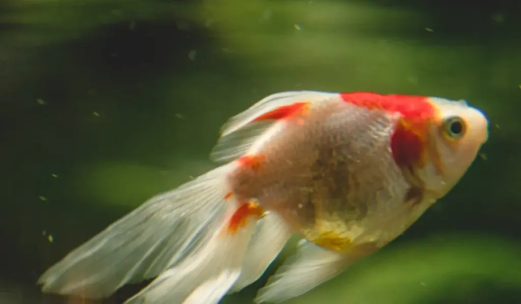 Coldwater vs. Tropical Aquariums: Your Clear-Cut Guide to a Thriving Tank
