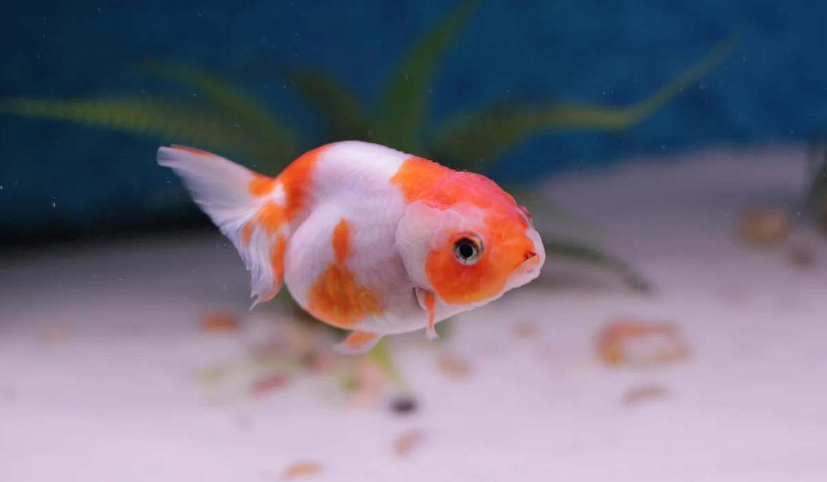 Orange and white fancy goldfish swimming in a glass aquarium with white sand substrate