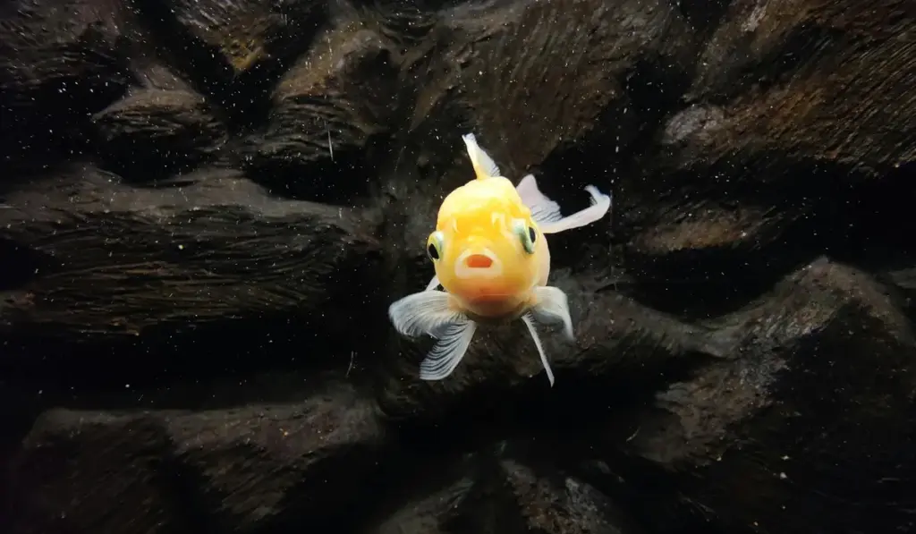 Fish-In Cycling: Your Step-by-Step Path to a Healthy Tank with Fish Already Inside