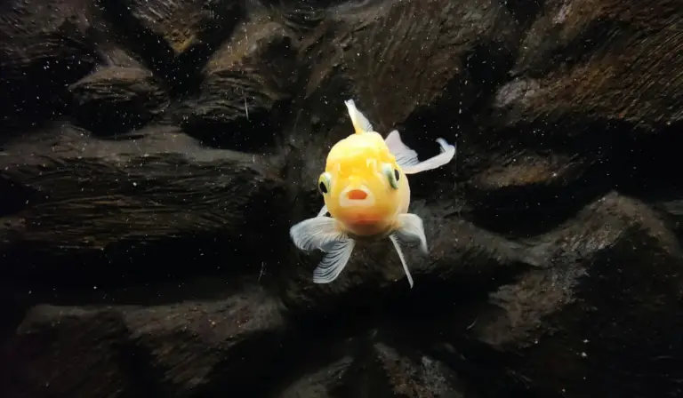 A bright orange and white fancy goldfish swimming toward the camera in a dark aquarium with a rocky background.