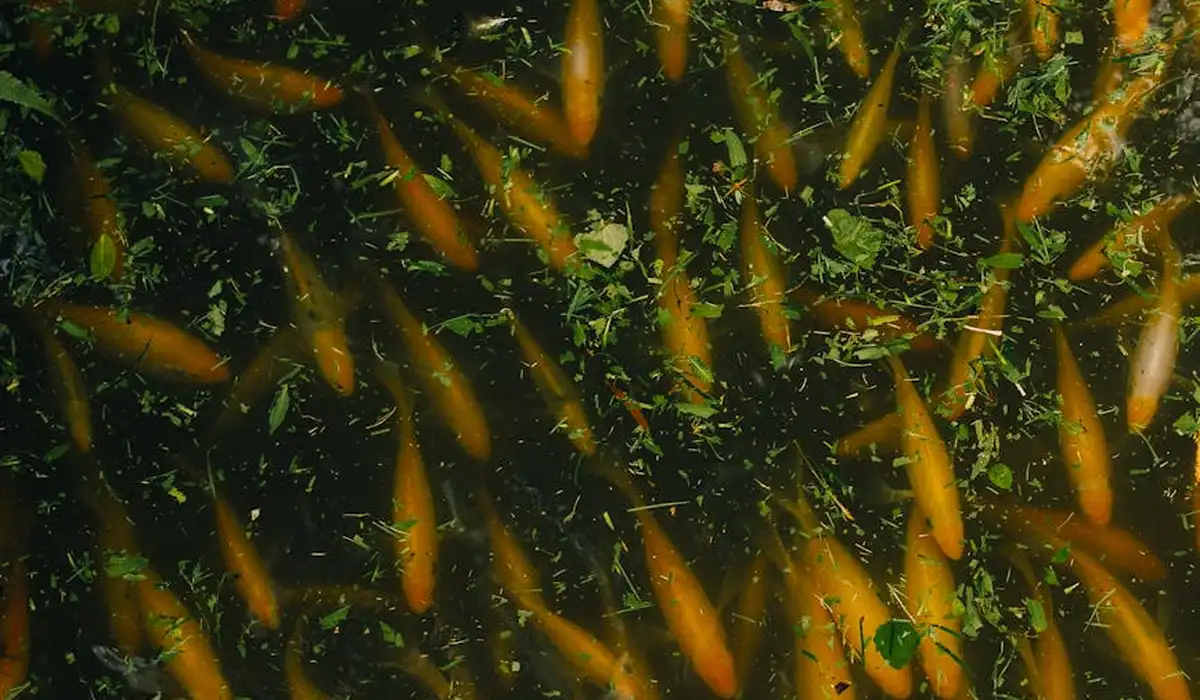 A dense school of orange goldfish swimming together in a tank with green plants and dark water.