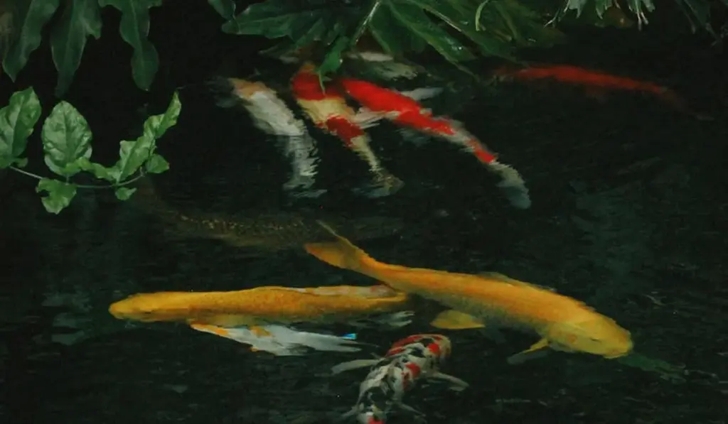 Goldfish Friends: Your Complete Guide to Peaceful Tank Mates