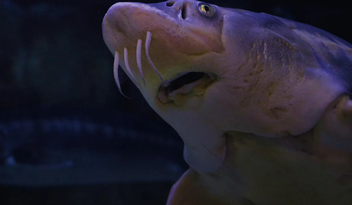 Close-up of a hillstream loach's head with barbels in a dark aquarium, illustrating daily maintenance and feeding in a river biotope setup