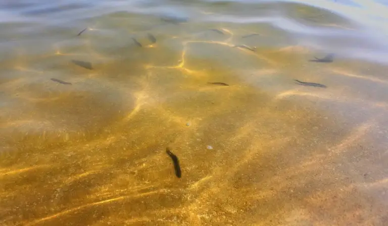 Small hillstream loaches swimming over a sandy, sunlit riverbed in clear water