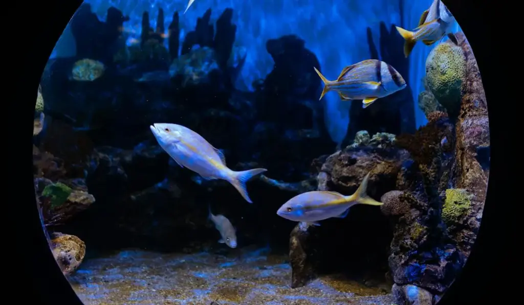 The Perfect Tank Size: Your Fish’s Health Starts Here