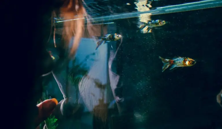 Two small tropical fish swim in a glass aquarium with a dark background.