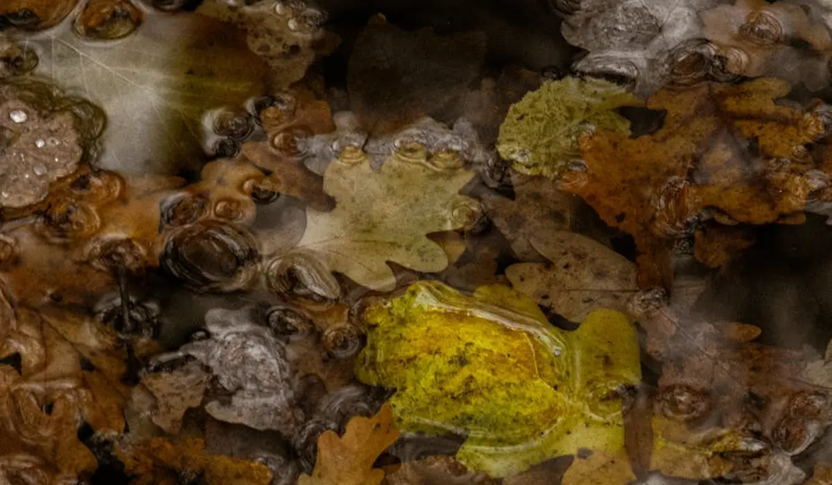 Aquarium scene with a mix of brown and yellow Indian almond leaves submerged and floating, illustrating leaf decomposition in water