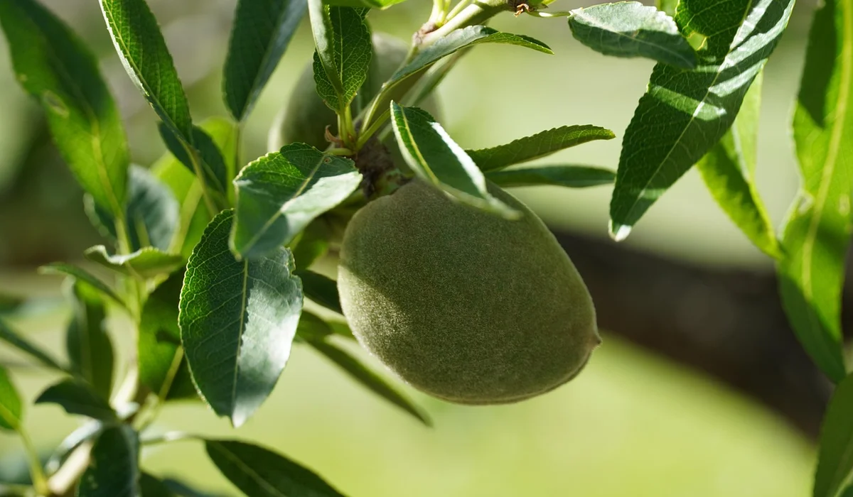 Close-up of a ripe Indian almond fruit on a branch with green leaves.