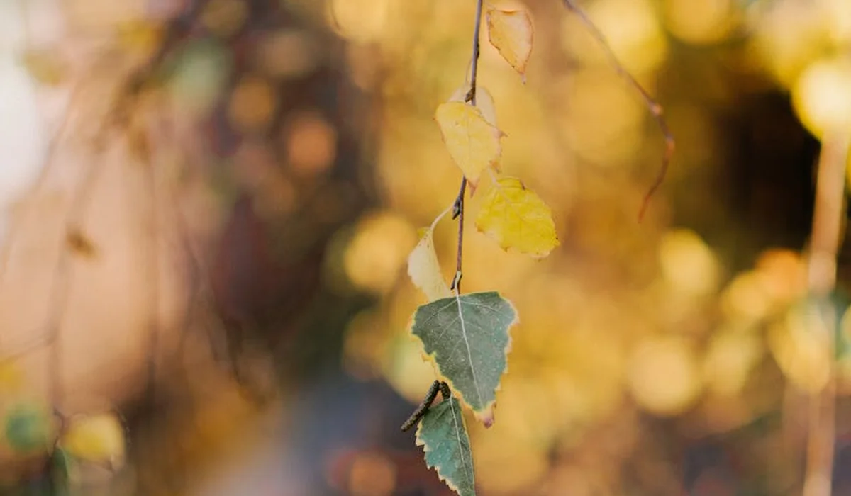 Close-up of Indian almond leaves on a slender branch with a soft, blurred autumn background.