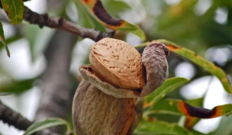 Close-up of Indian almond fruit with the seed exposed on a branch
