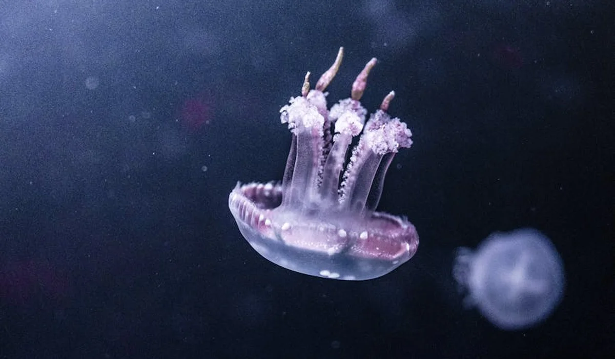 Translucent jellyfish in a dark blue aquarium, softly illuminated by aquarium lighting.