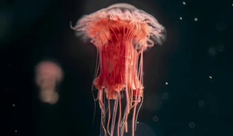 Pink jellyfish floating in a dark aquarium