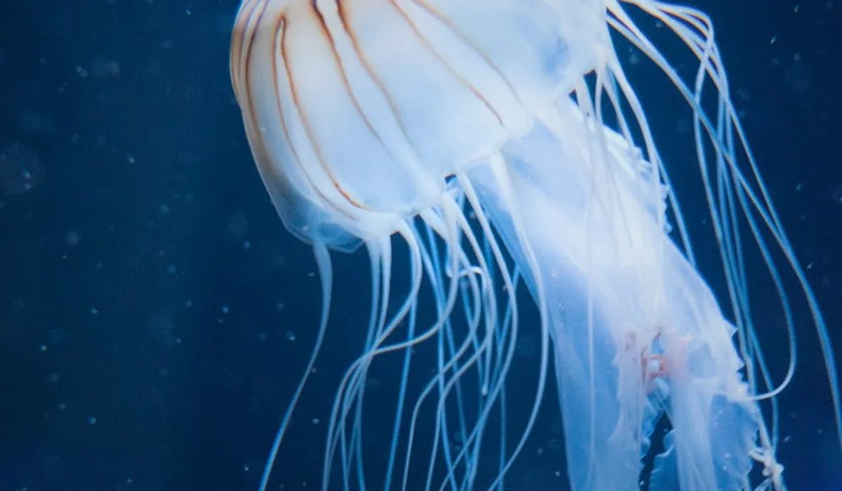 Translucent jellyfish with long tentacles drifting in a blue aquarium.