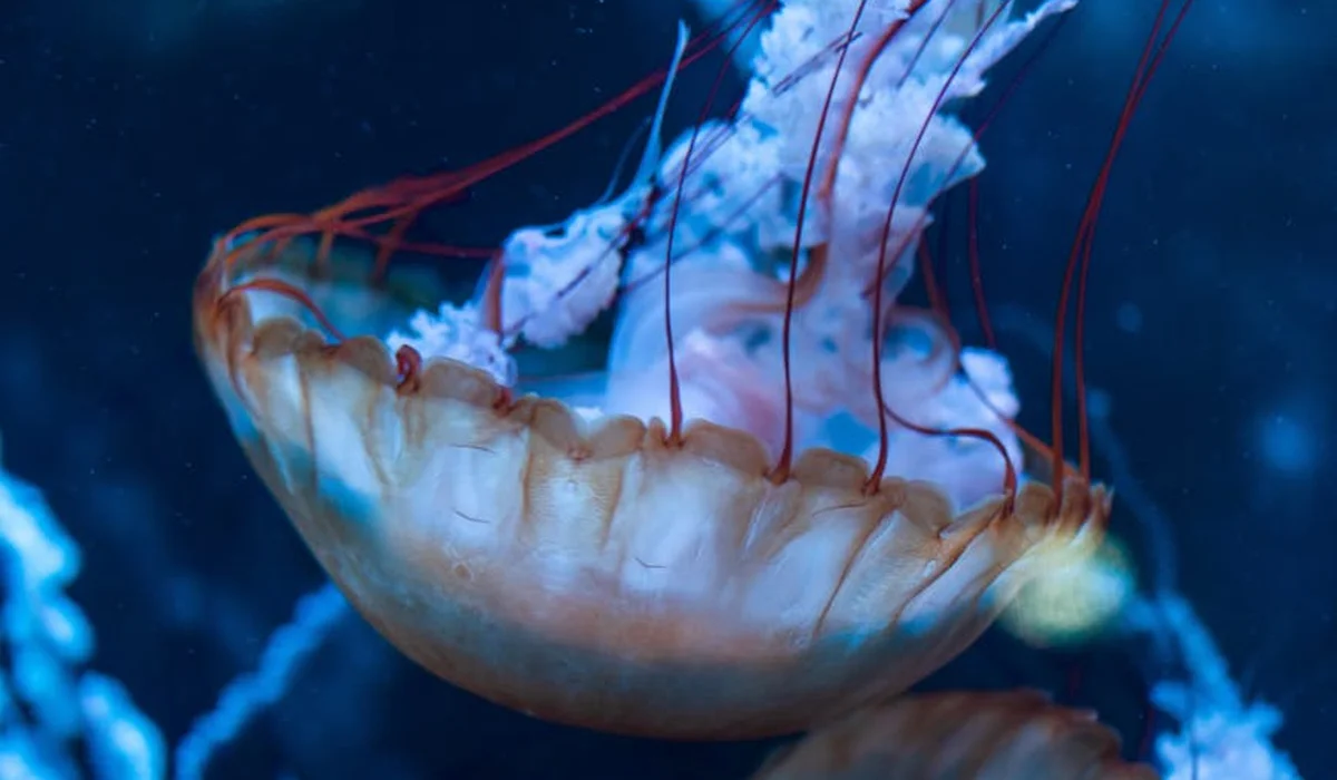 Jellyfish floating in a blue aquarium with long trailing tentacles