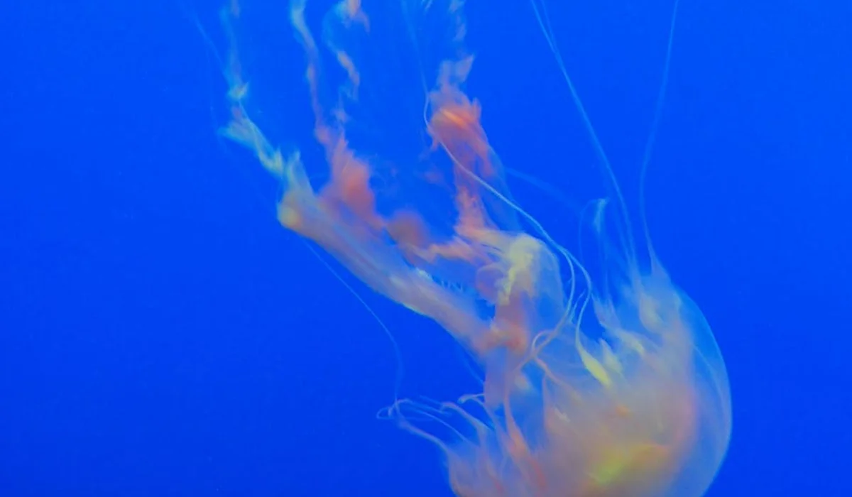 A jellyfish drifting through a vivid blue aquarium