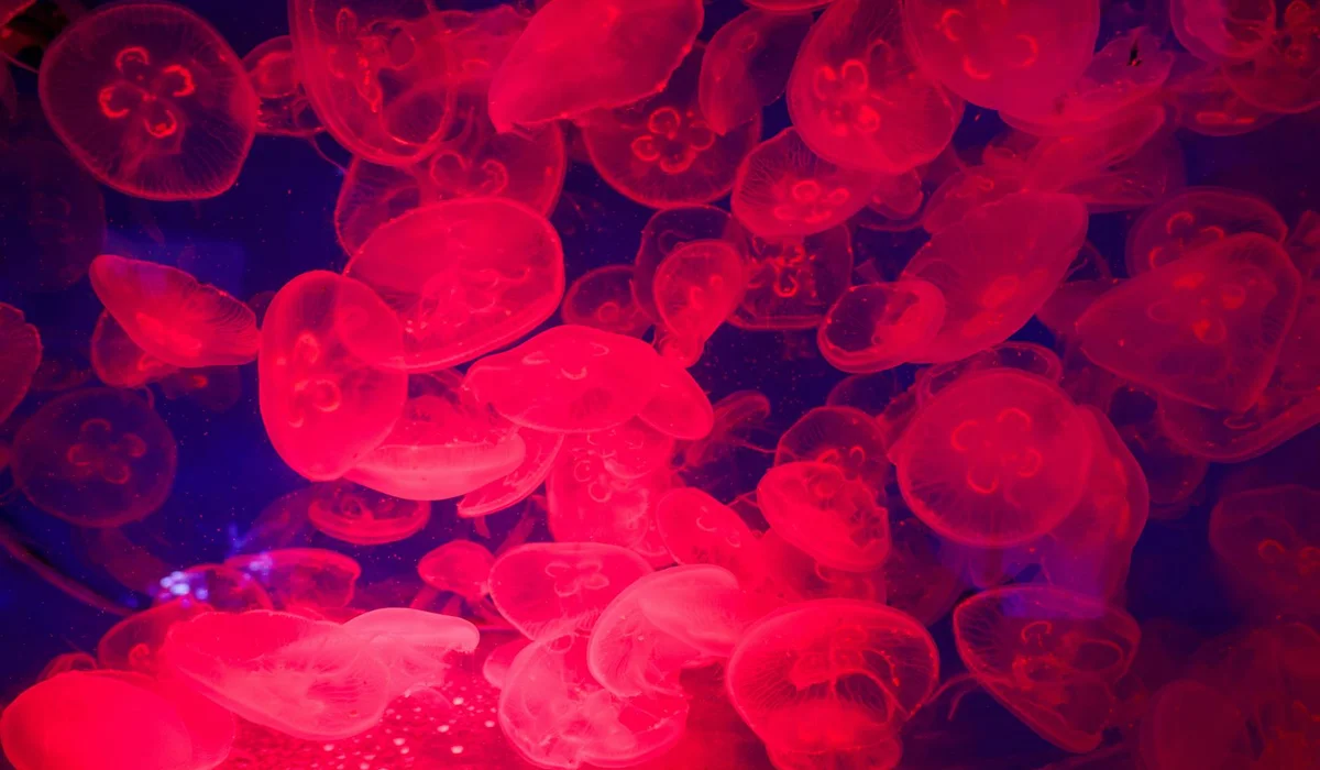 Close-up of glowing red jellyfish in a dark tank.
