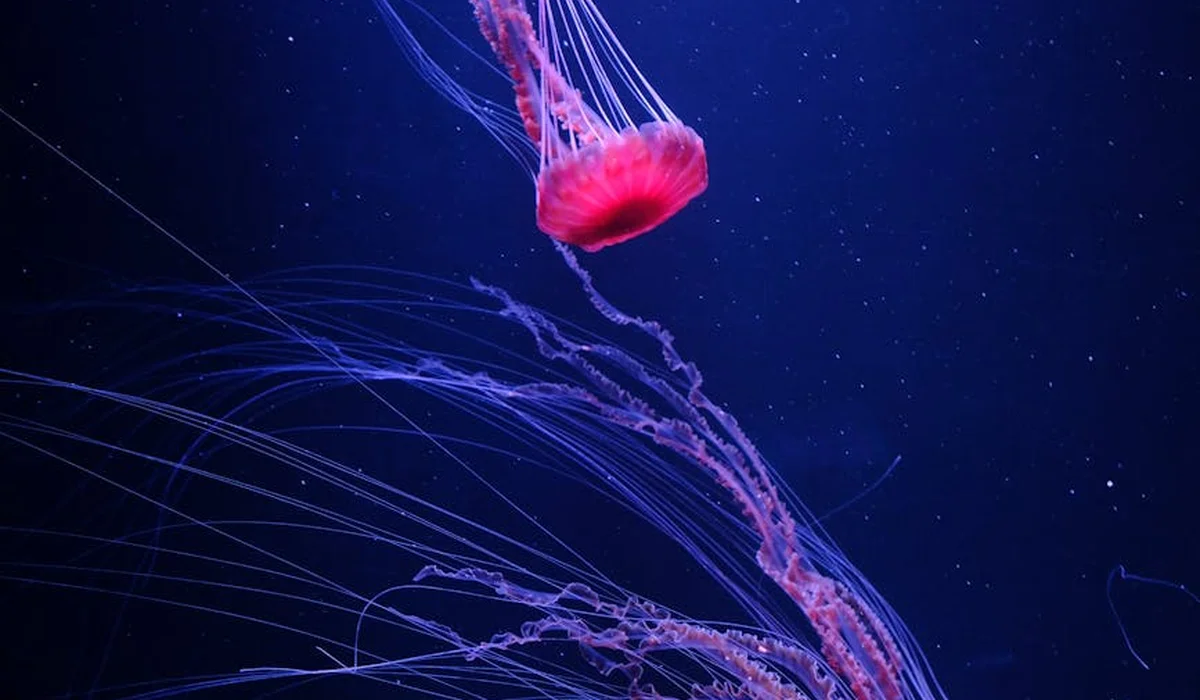 Pink jellyfish with long, flowing tentacles in a dark blue ocean