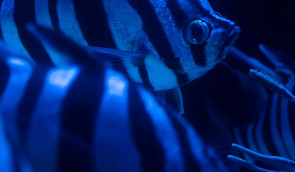 Blue-lit close-up of striped tropical fish in an aquarium.