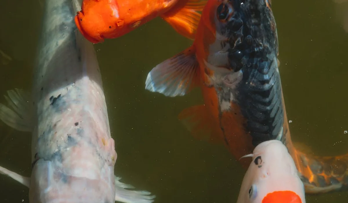 Koi fish swimming in an aquarium