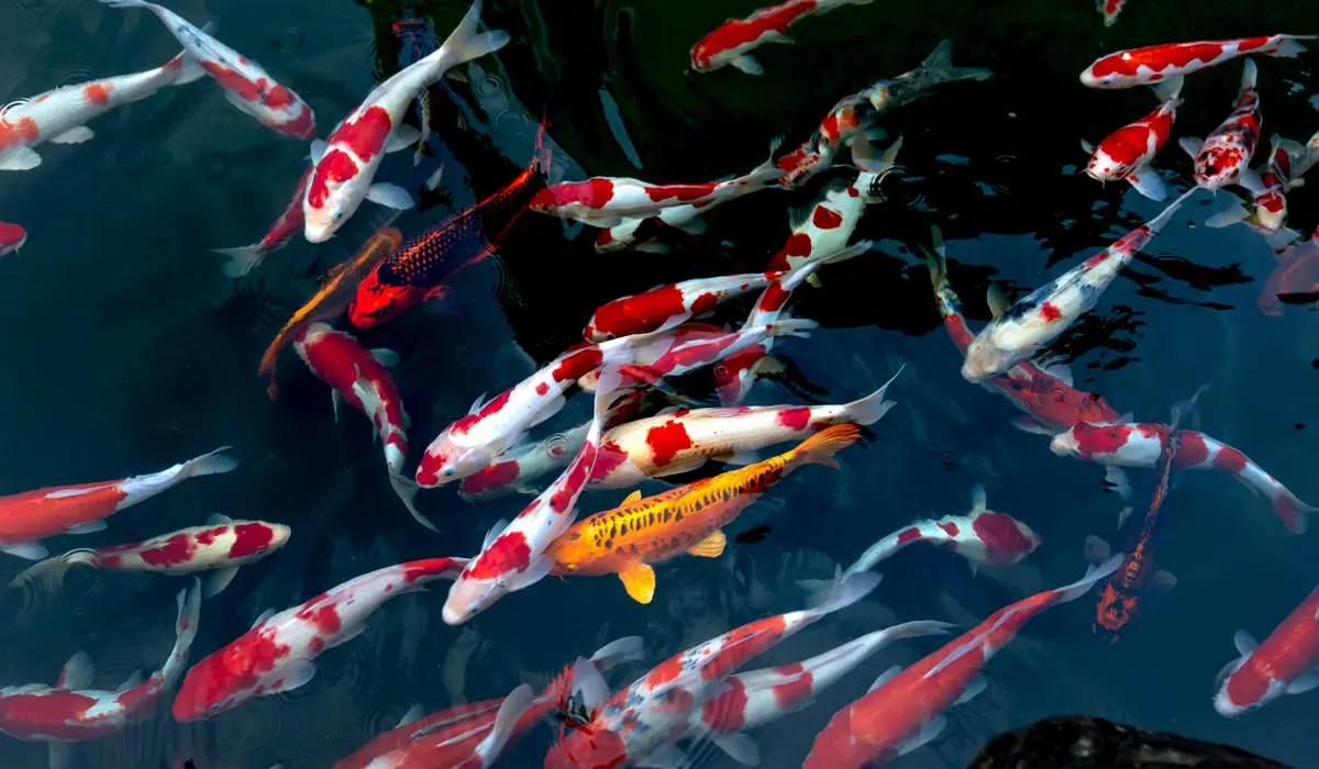 A school of koi fish with red, white, and orange markings swimming in a dark blue pond.