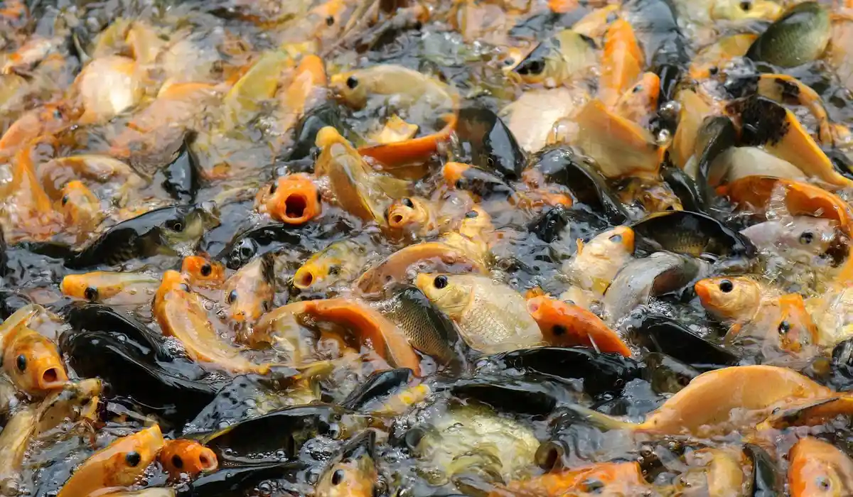 Crowded koi and goldfish at the aquarium surface during feeding