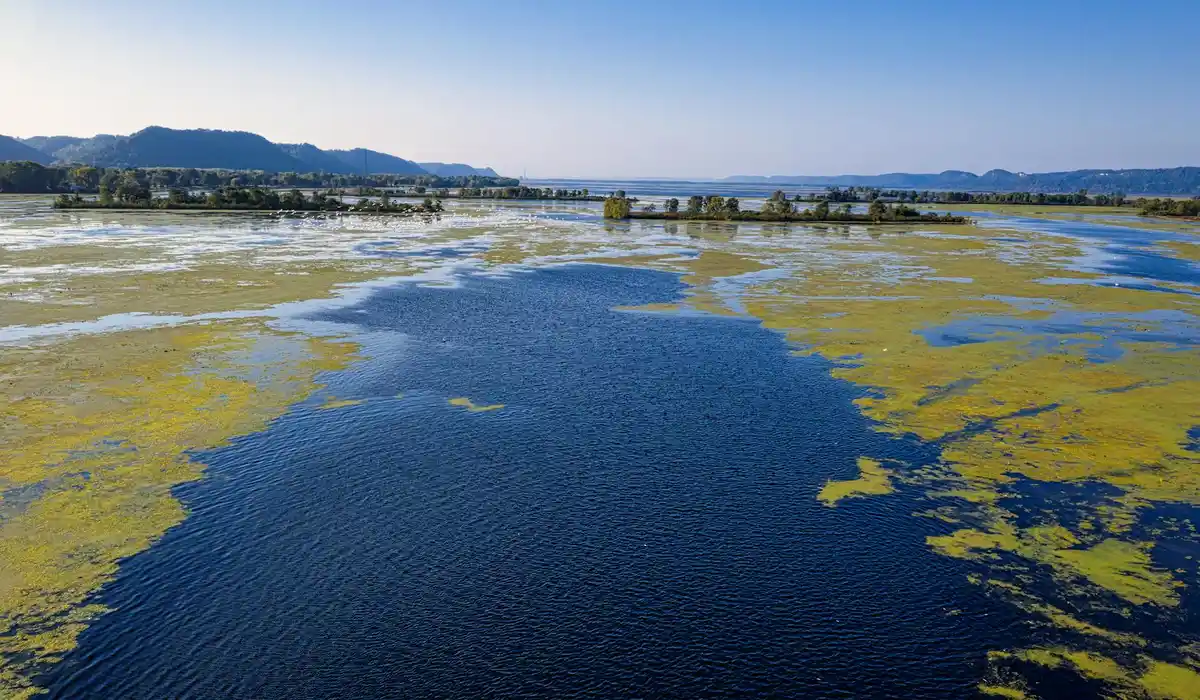Wide lake with deep blue water and yellow-green algae patches on the surface under a clear sky