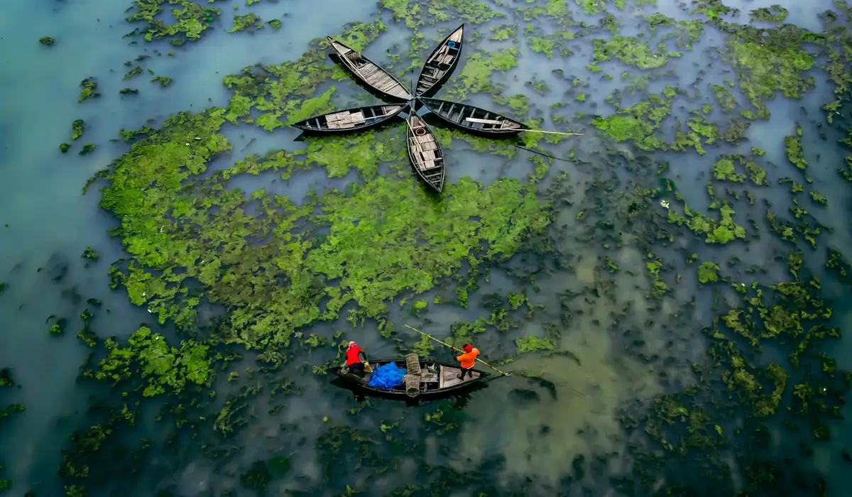 Aerial view of a lake covered with green algae with several small boats floating on the water