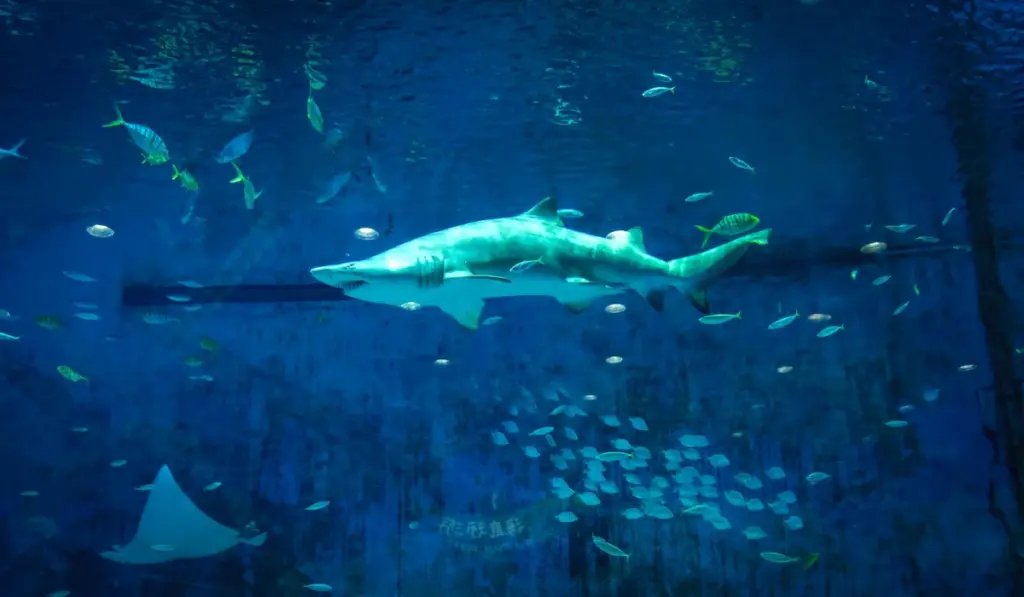 Your Aquarium Filter Guide: Clear Water, Happy Fish, Less Stress