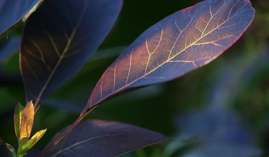 DIY CO2 for Your Planted Tank: The Simple Yeast and Sugar Method
