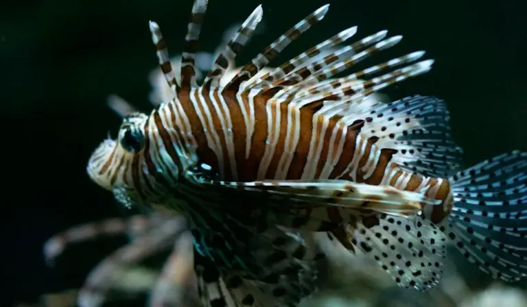 Close-up of a striped lionfish swimming in an aquarium