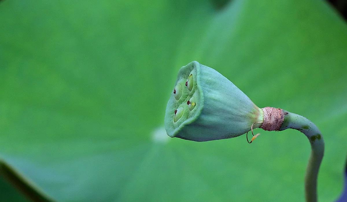 Close-up of an aquatic plant seed pod on a slender stem against a blurred green leaf background.