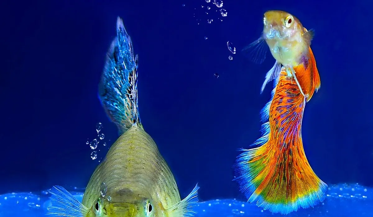 Two vibrant tropical fish swimming in a blue aquarium