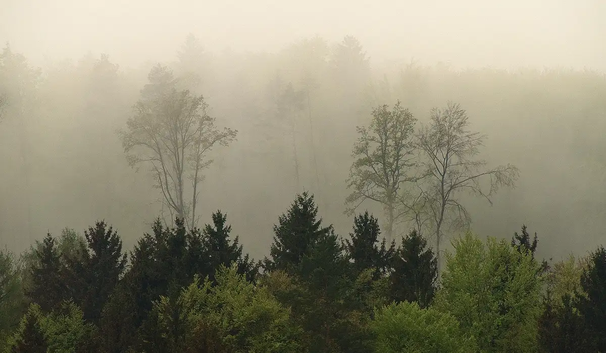 Misty forest with tall trees and dense foliage obscured by fog