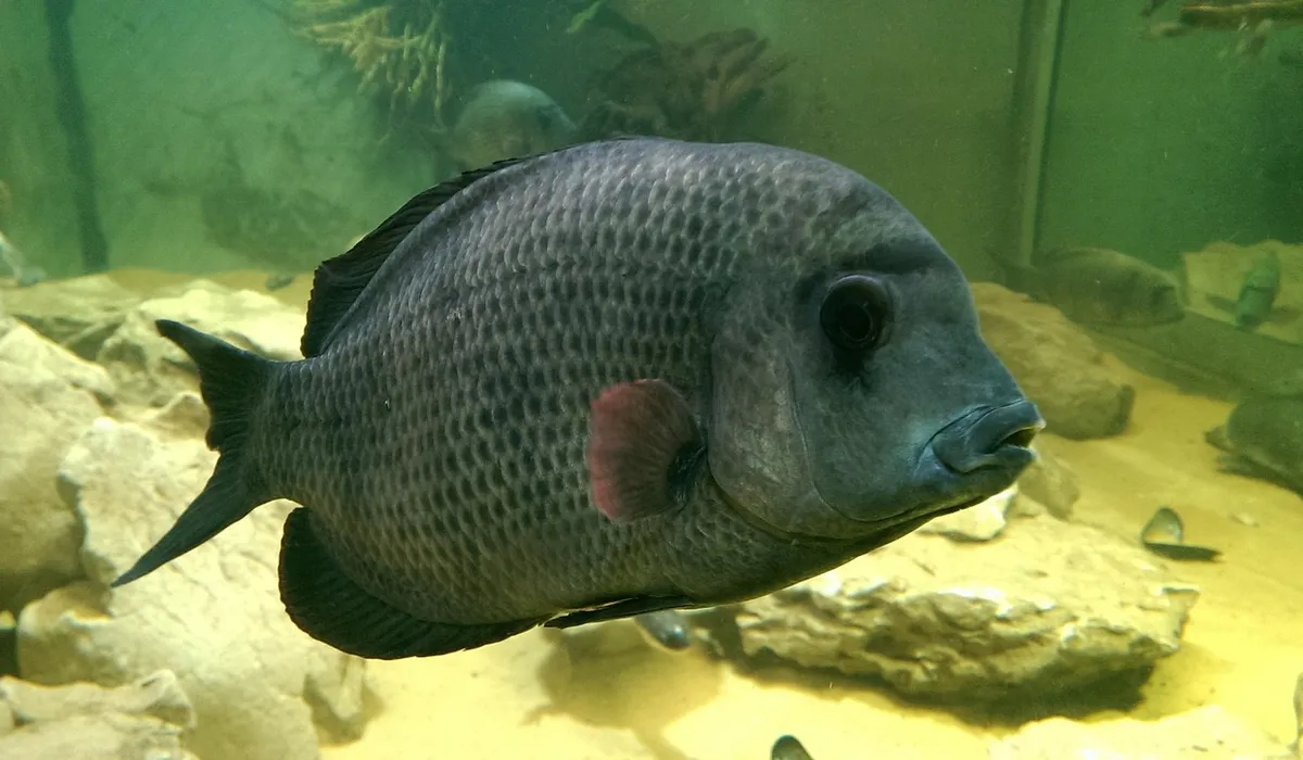 Close-up of a dark-grey aquarium fish swimming among rocks in a sandy tank, illustrating monitoring water parameters during fish-in cycling