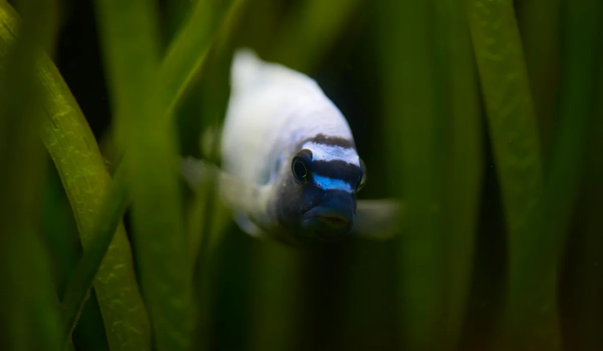 A small white and blue fish peers through tall, green aquatic plants, illustrating a low-tech aquascape setup.