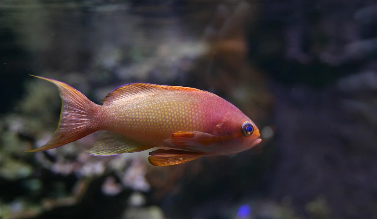 Orange aquarium fish swimming in a blurred aquarium background.