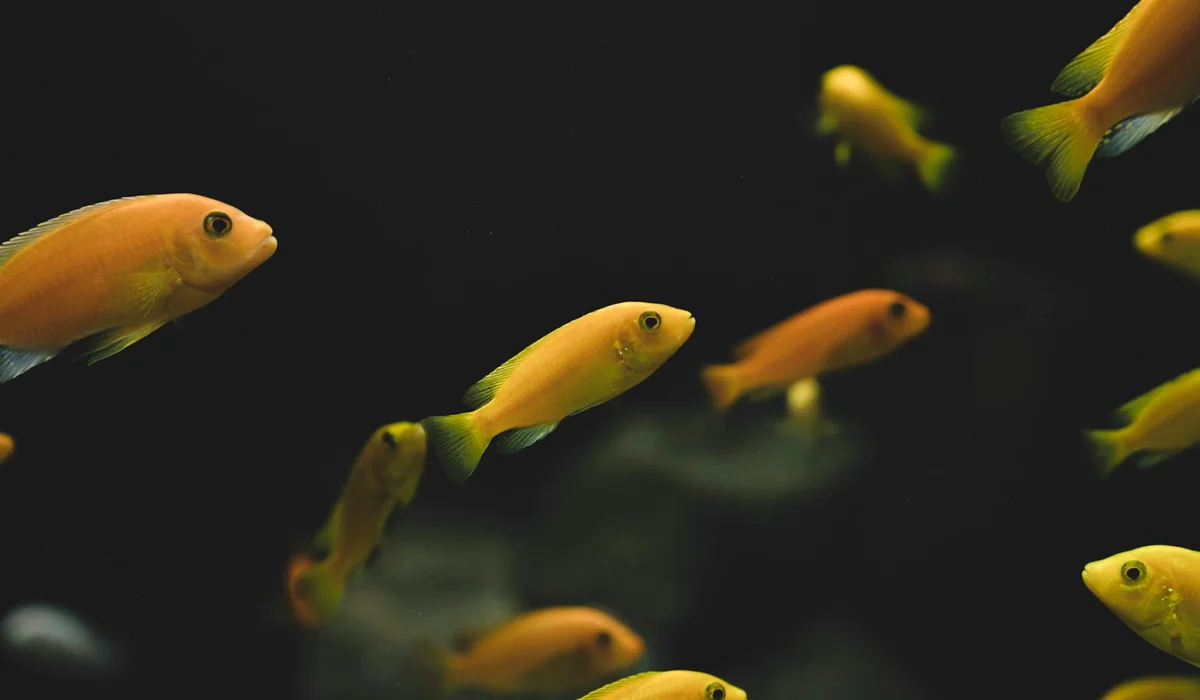 A group of small orange aquarium fish swimming in a dark, blurred background
