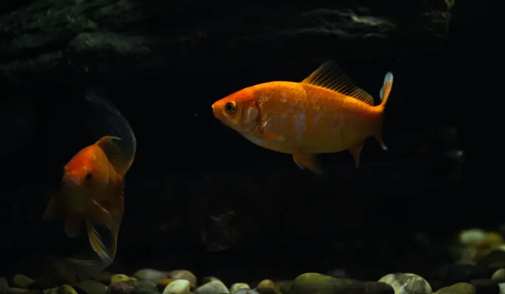Clear Waters, Happy Fish: Your Practical Guide to Aquarium Water Quality