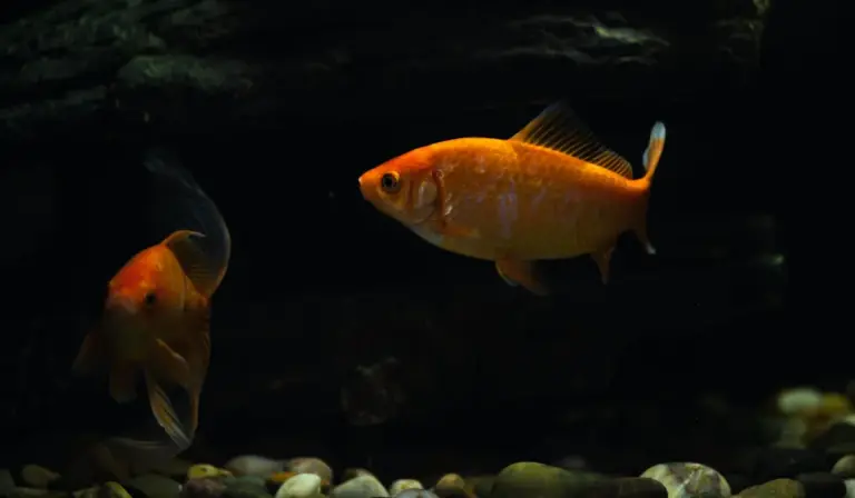 Two orange goldfish swimming in a dark aquarium with pebbled substrate.