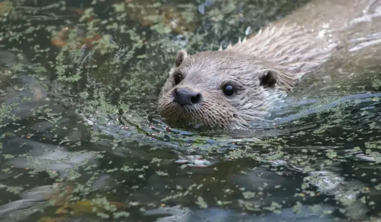 Close-up of an otter swimming with green algae on the water surface