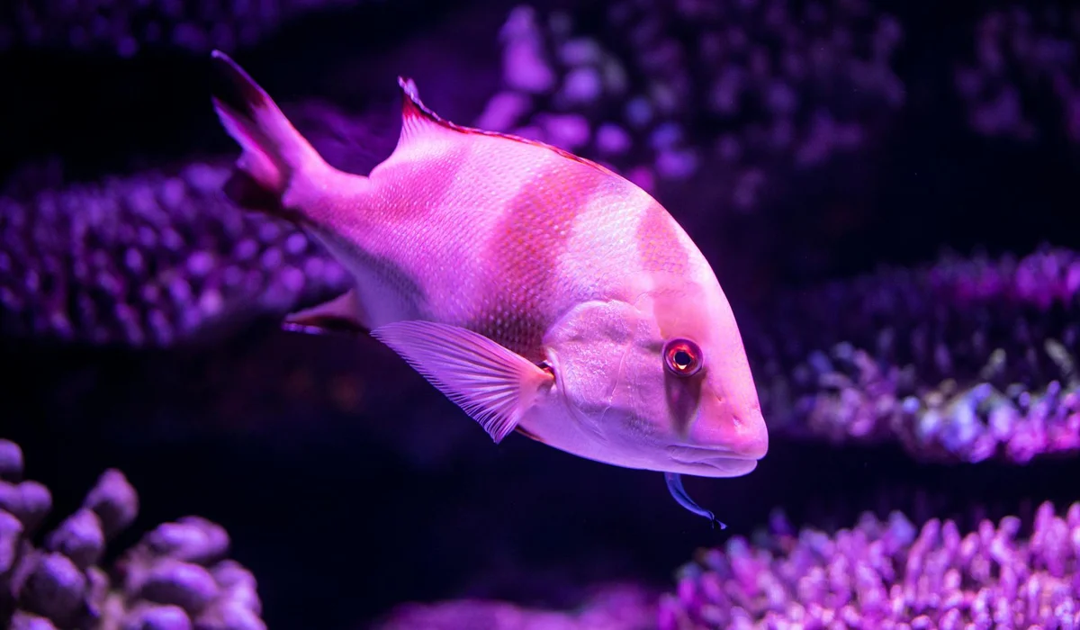 Pink fish swimming in a purple-lit aquarium with blurred coral-like decorations