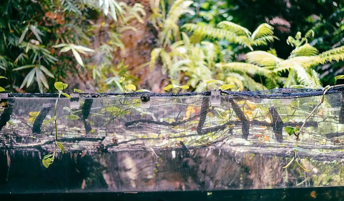 Front view of a densely planted aquarium with green aquatic plants hugging the glass; a dark mesh spans the water surface.