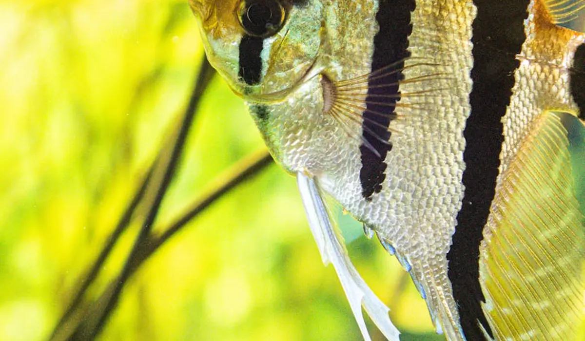 Close-up of a freshwater angelfish in a brightly lit planted aquarium with a green background.